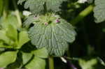 Henbit